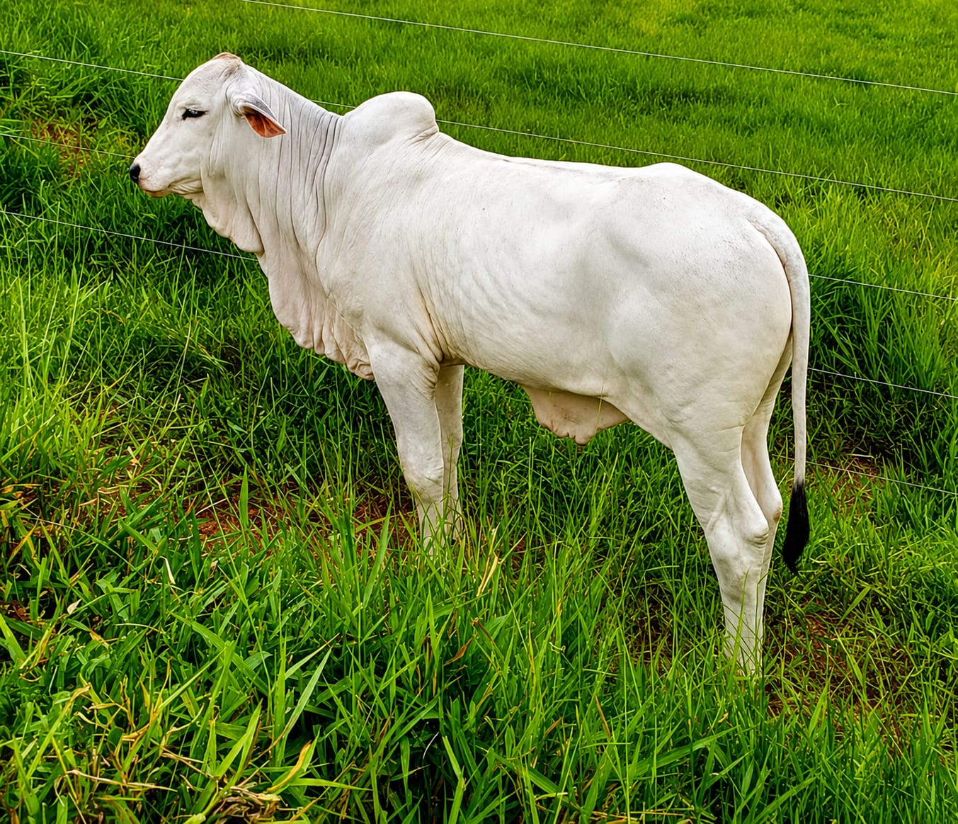 Novilha Tabanel branca, resultado do cruzamento entre Tabapuã e Nelore, em pastagem verde