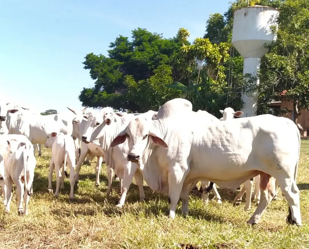 Touro branco e mocho da raça Tabapuã em meio ao rebanho na propriedade